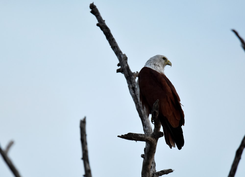 a bald eagle perched on top of a tree branch