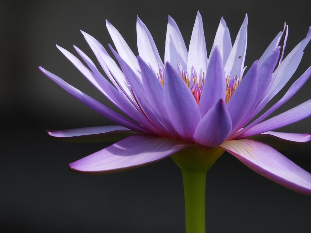 a close up of a purple flower with a black background