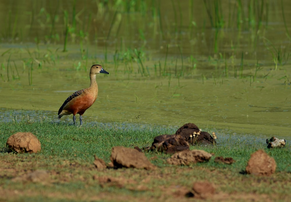 a bird standing in the grass near a body of water