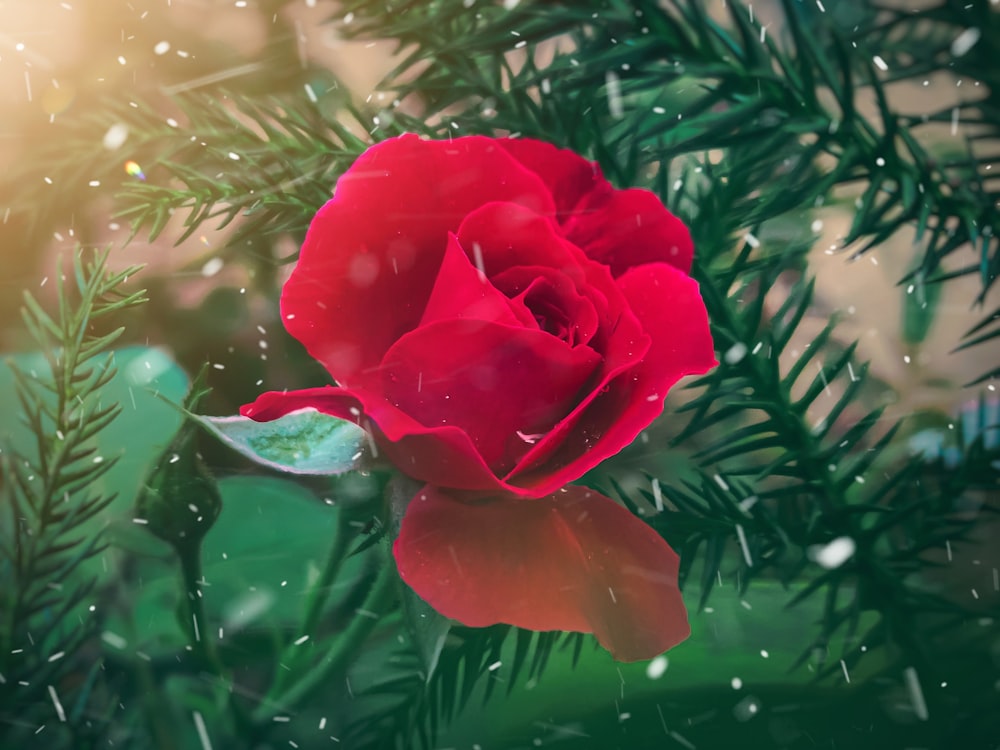 a red rose sitting on top of a green tree