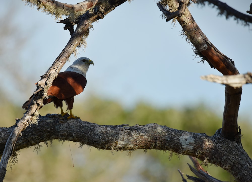 a bird perched on a branch of a tree