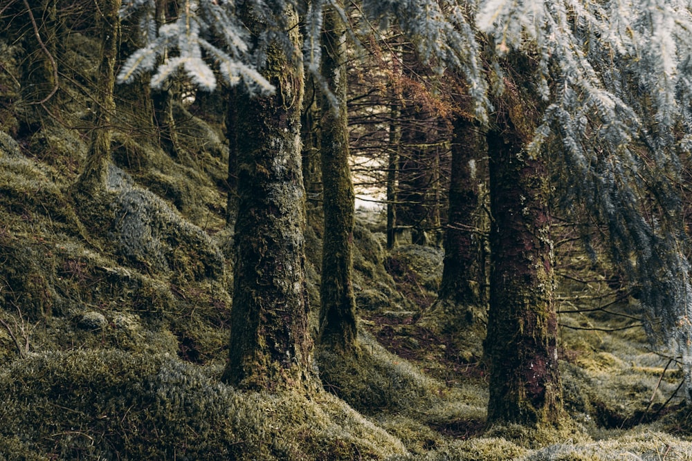 a forest filled with lots of trees covered in snow