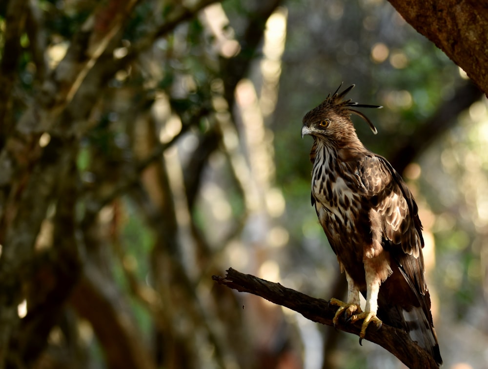 a bird perched on a branch in a tree