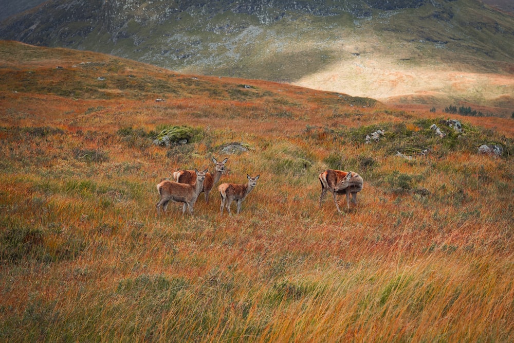 a couple of animals that are standing in the grass