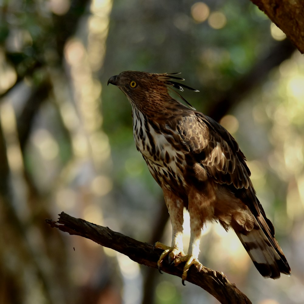 a brown and white bird perched on a tree branch