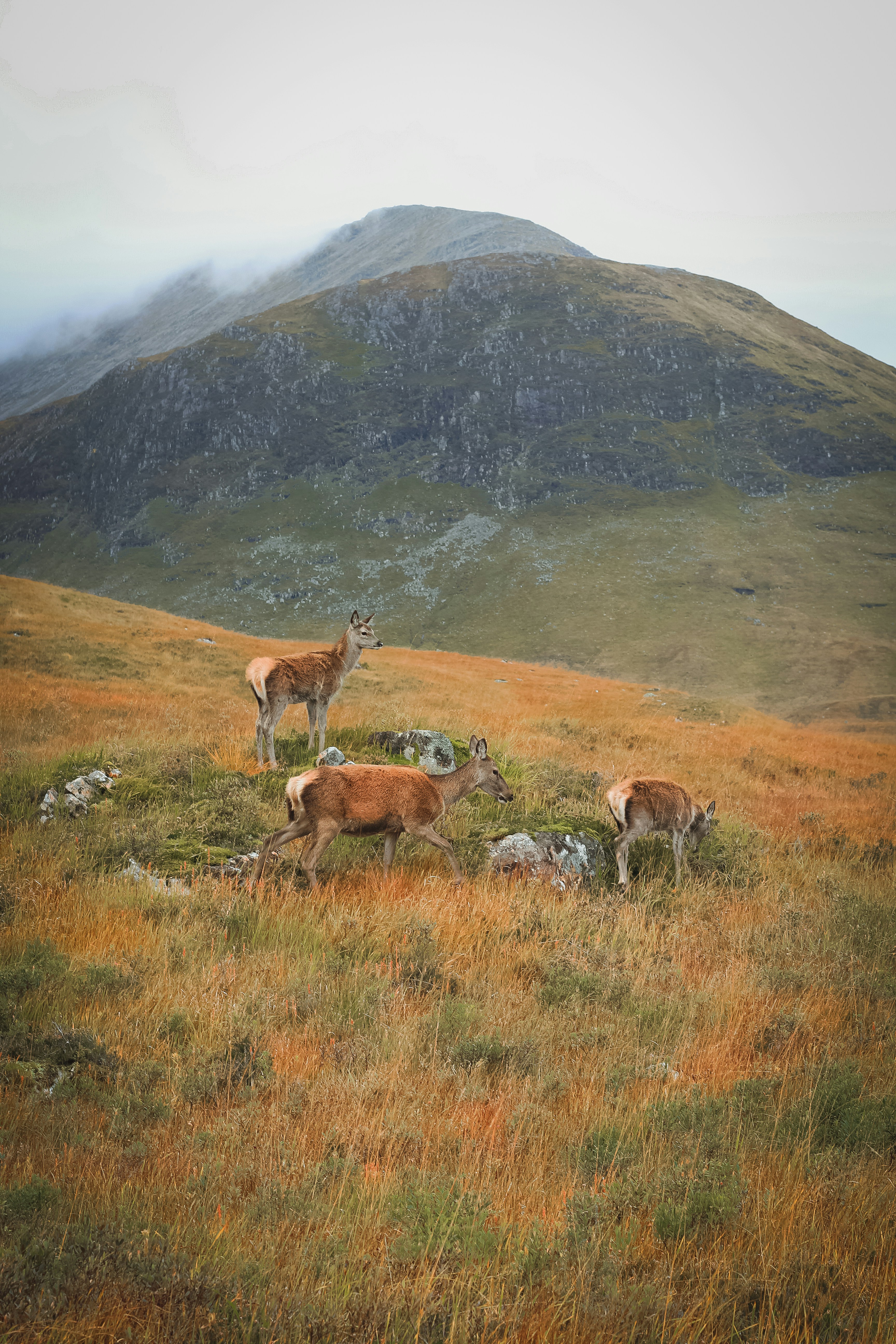 a herd of deer standing on top of a grass covered hillside