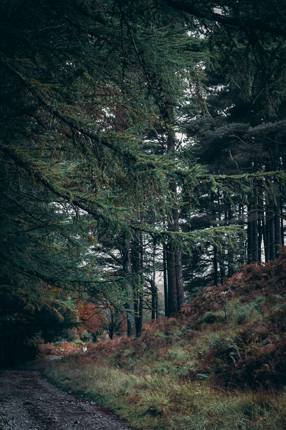 a road in the middle of a forest with lots of trees