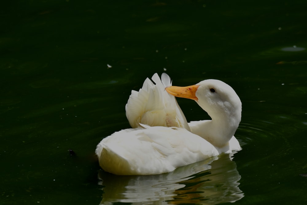 a white duck floating on top of a body of water