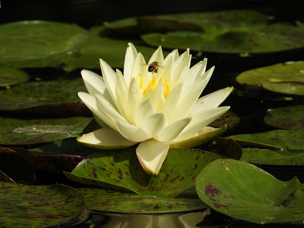 a white water lily with a bee on top of it