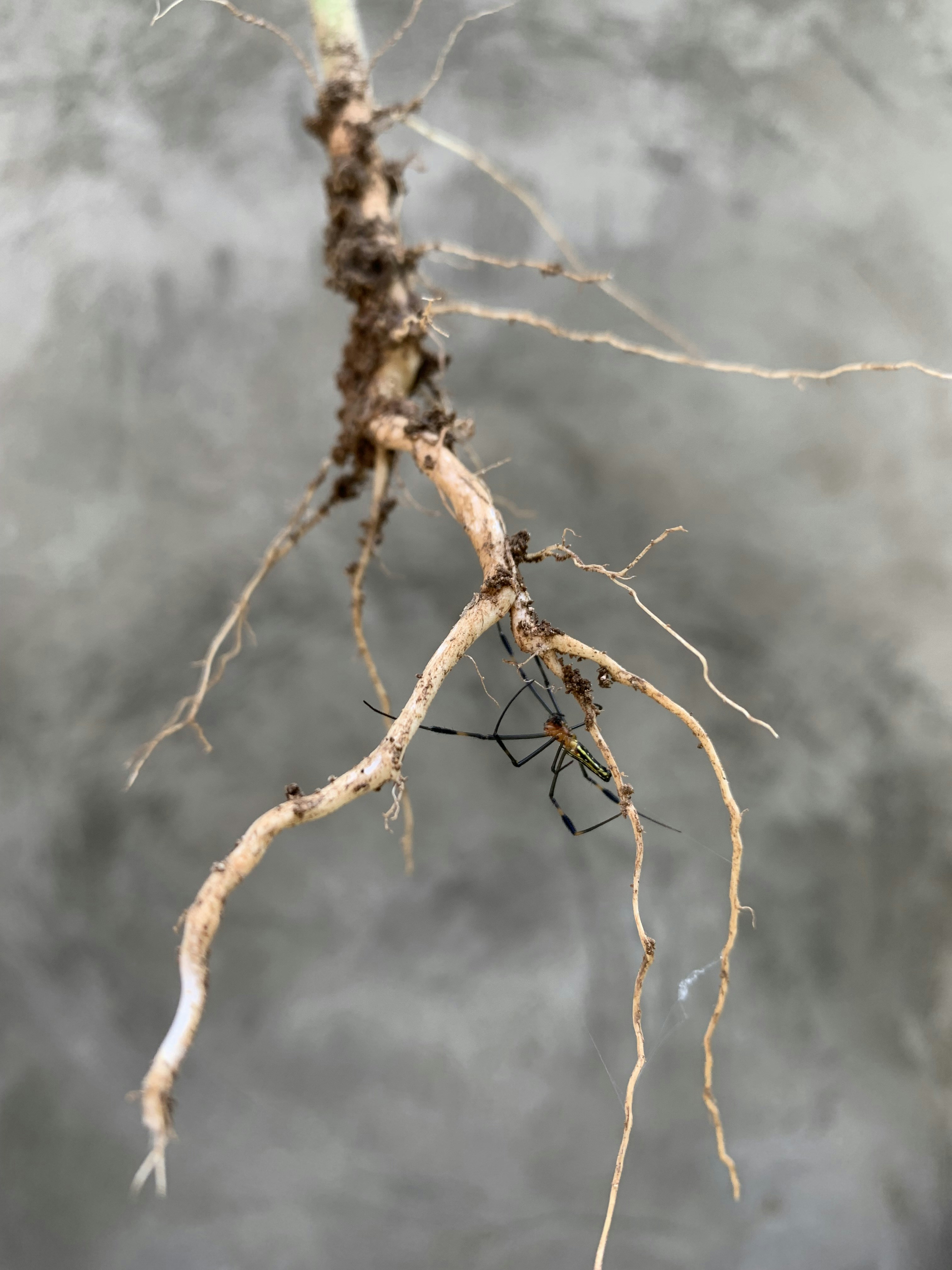 a tree branch with some very thin branches