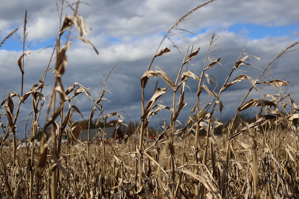 a field of corn with a cloudy sky in the background