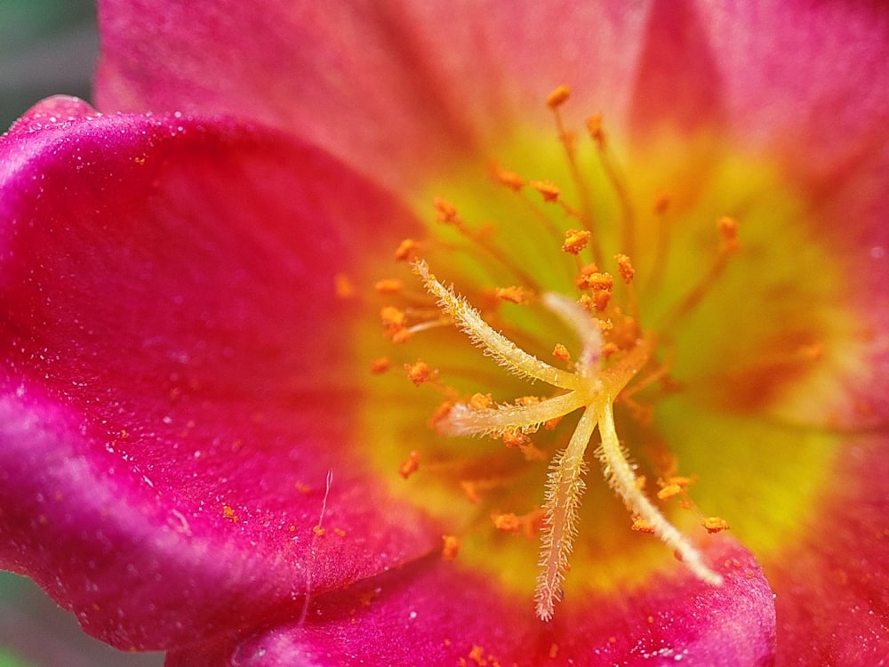 a close up of a pink flower with a yellow center