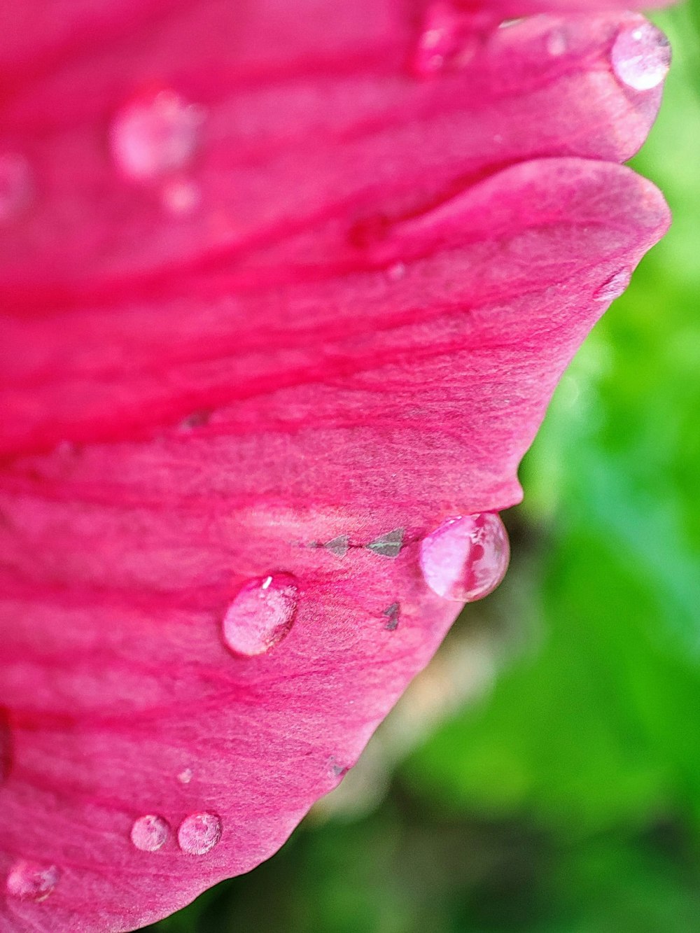 a pink flower with water droplets on it