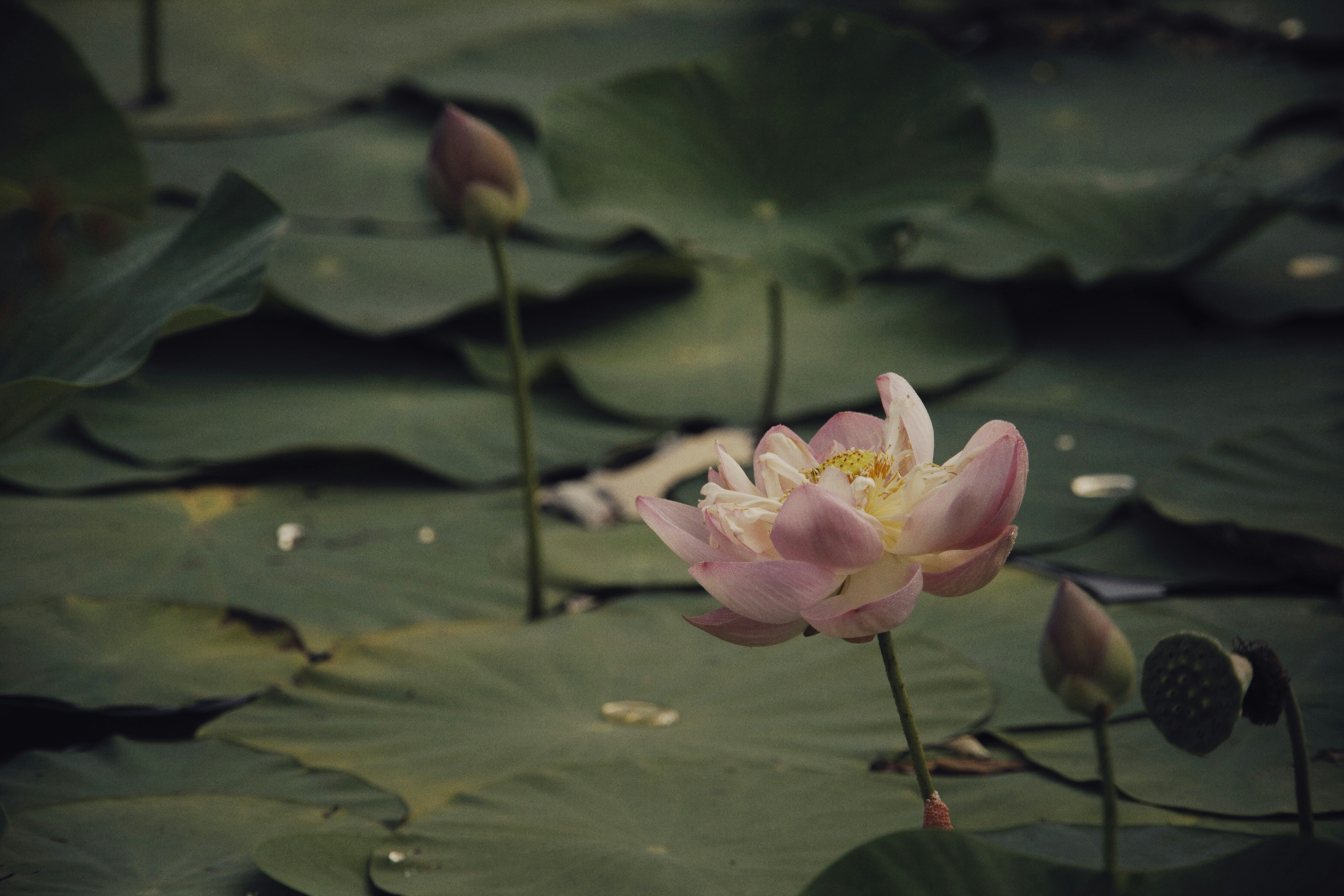 Photo by alexeydemidov