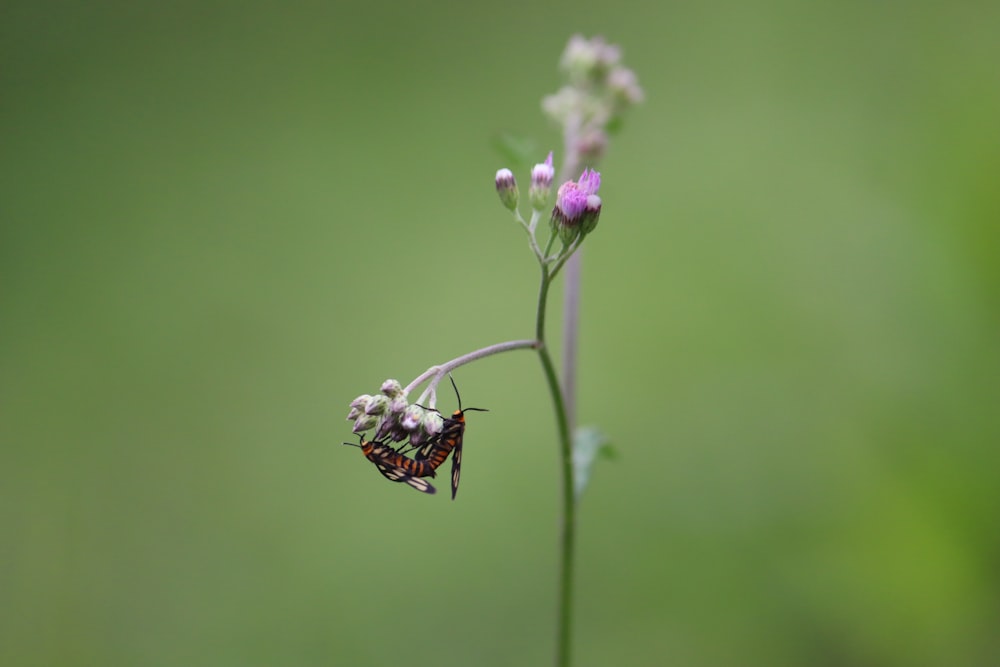 a butterfly is sitting on a flower in a field
