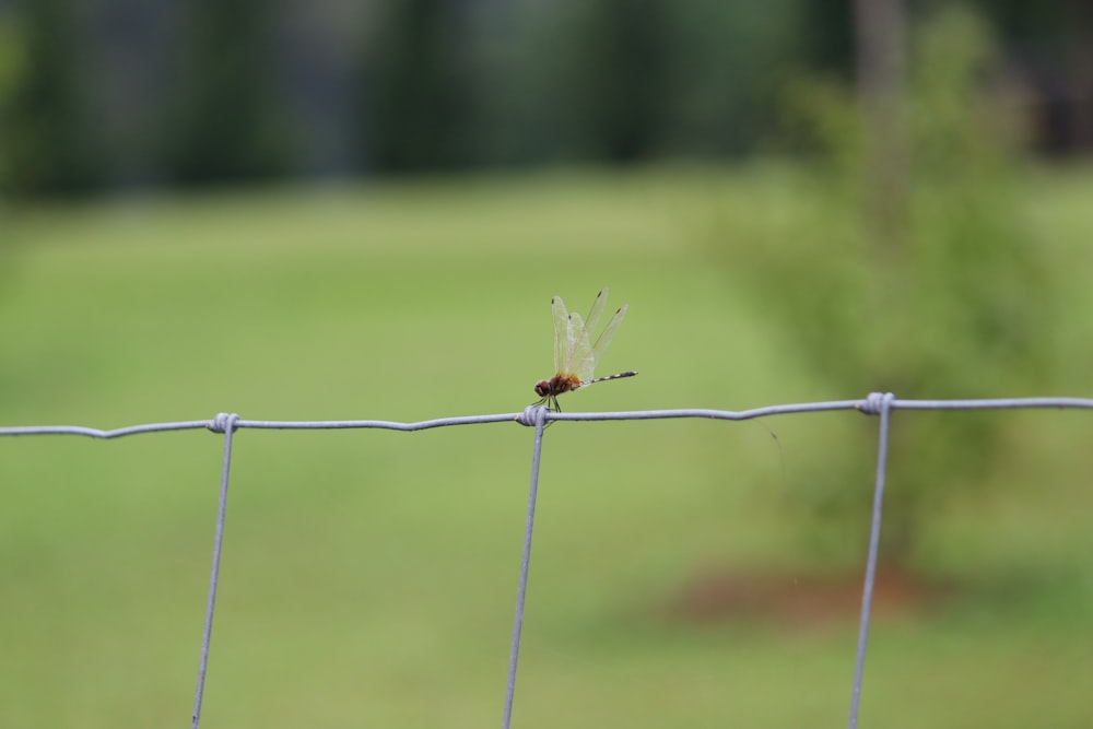 ein kleines Insekt, das auf einem Drahtzaun sitzt