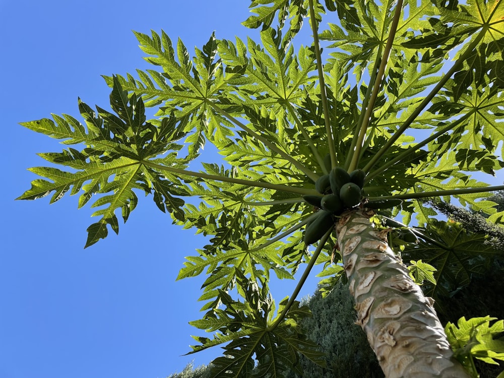 a tall tree with lots of green leaves