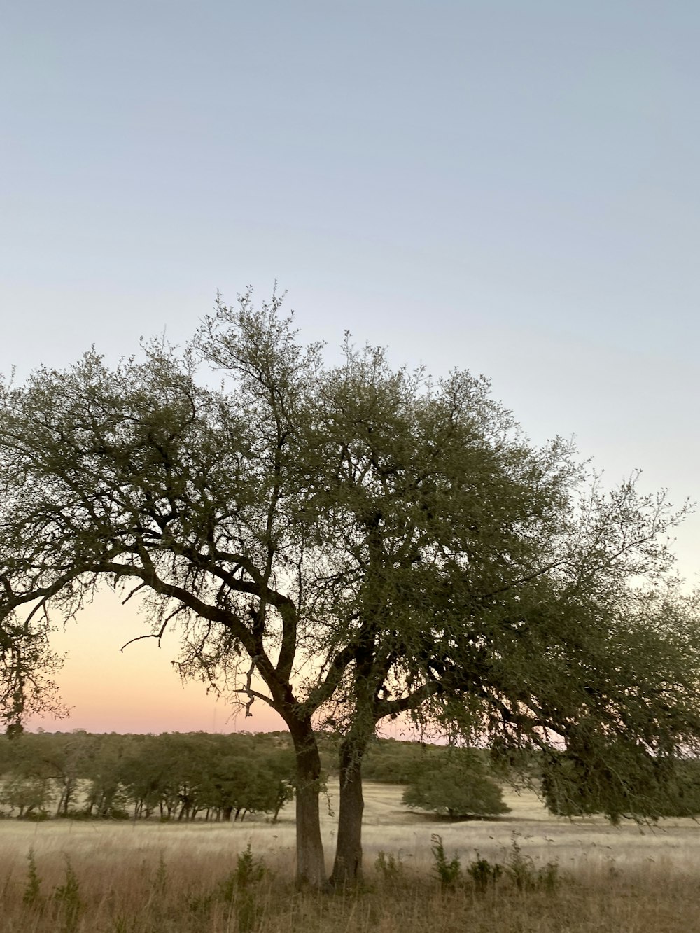 a tree in a field with a sky in the background