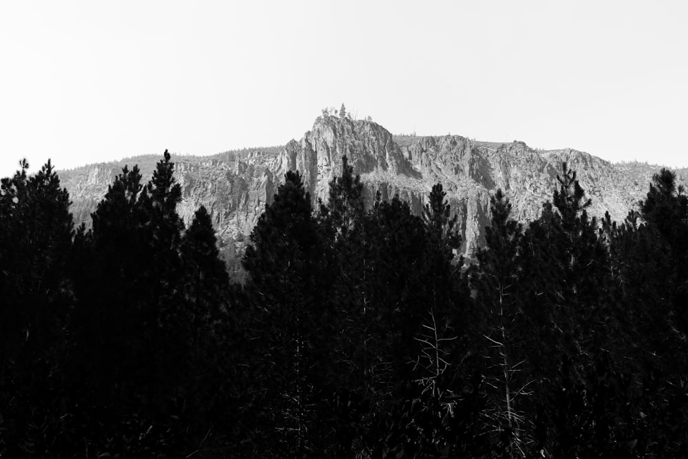 a black and white photo of trees and a mountain