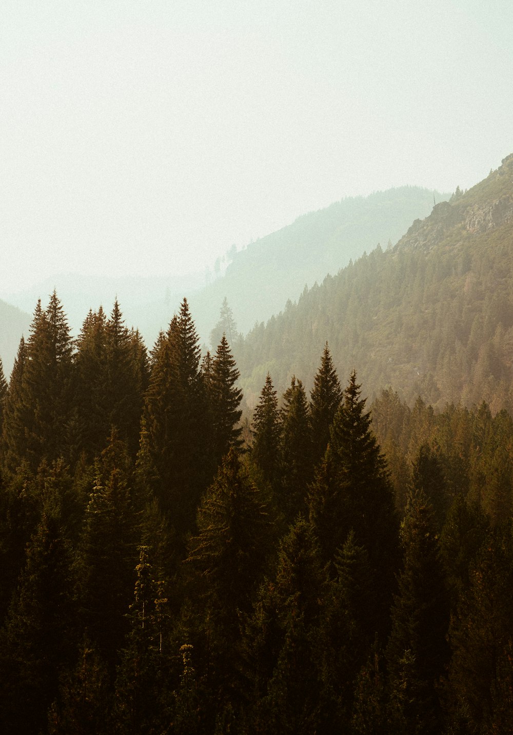 a group of trees in the foreground with a mountain in the background