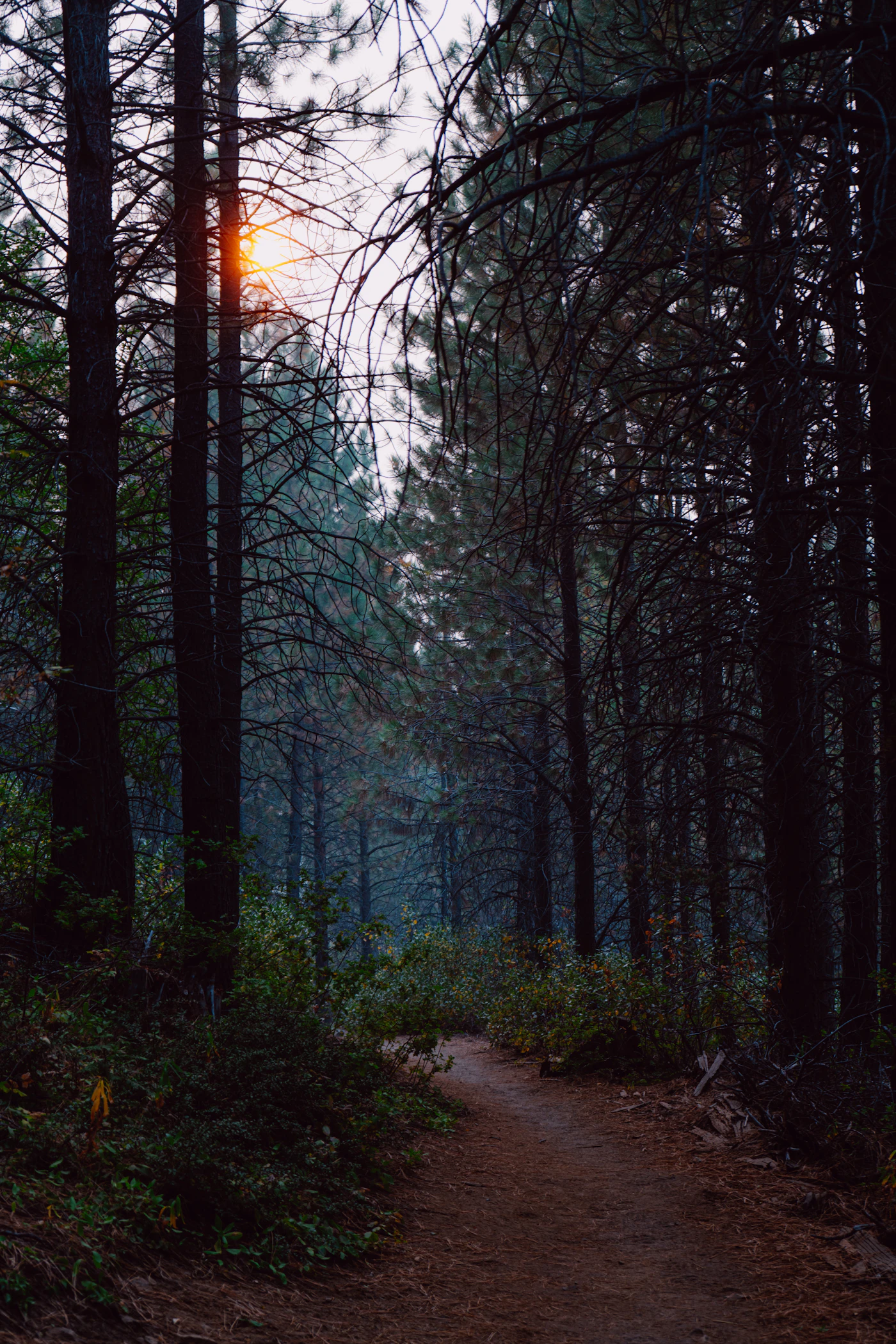 Waldweg mit Sonnenlicht als Symbol für den langfristigen Weg zur Rauchfreiheit