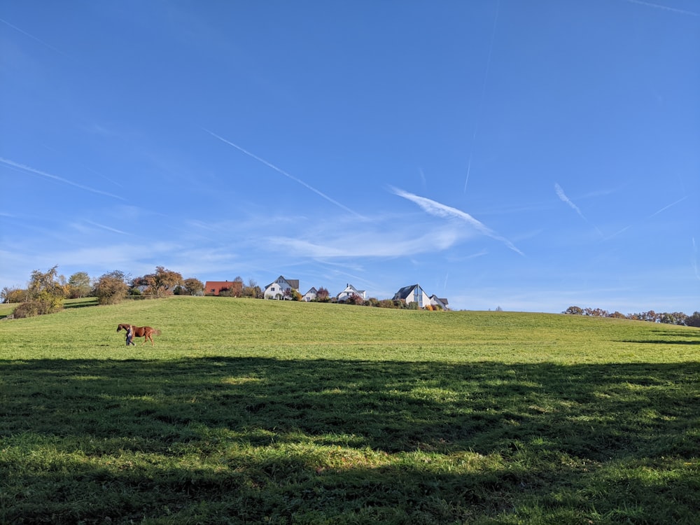 two horses grazing in a large open field