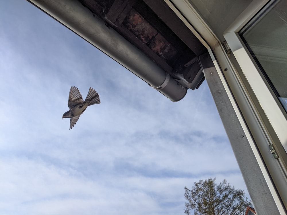a bird flying in the air near a window