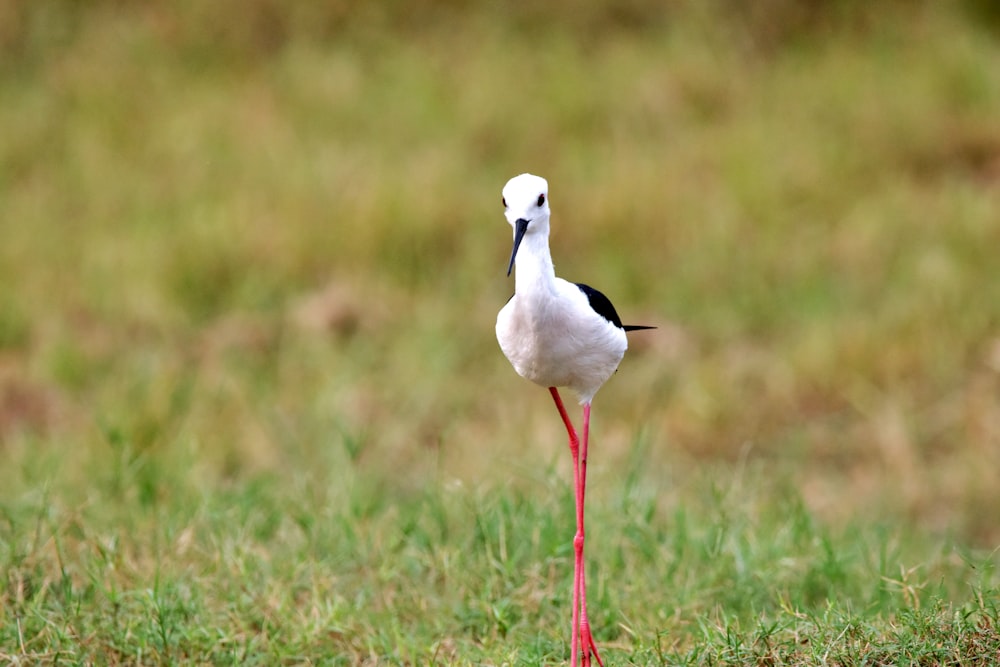 a white and black bird with a long red leg