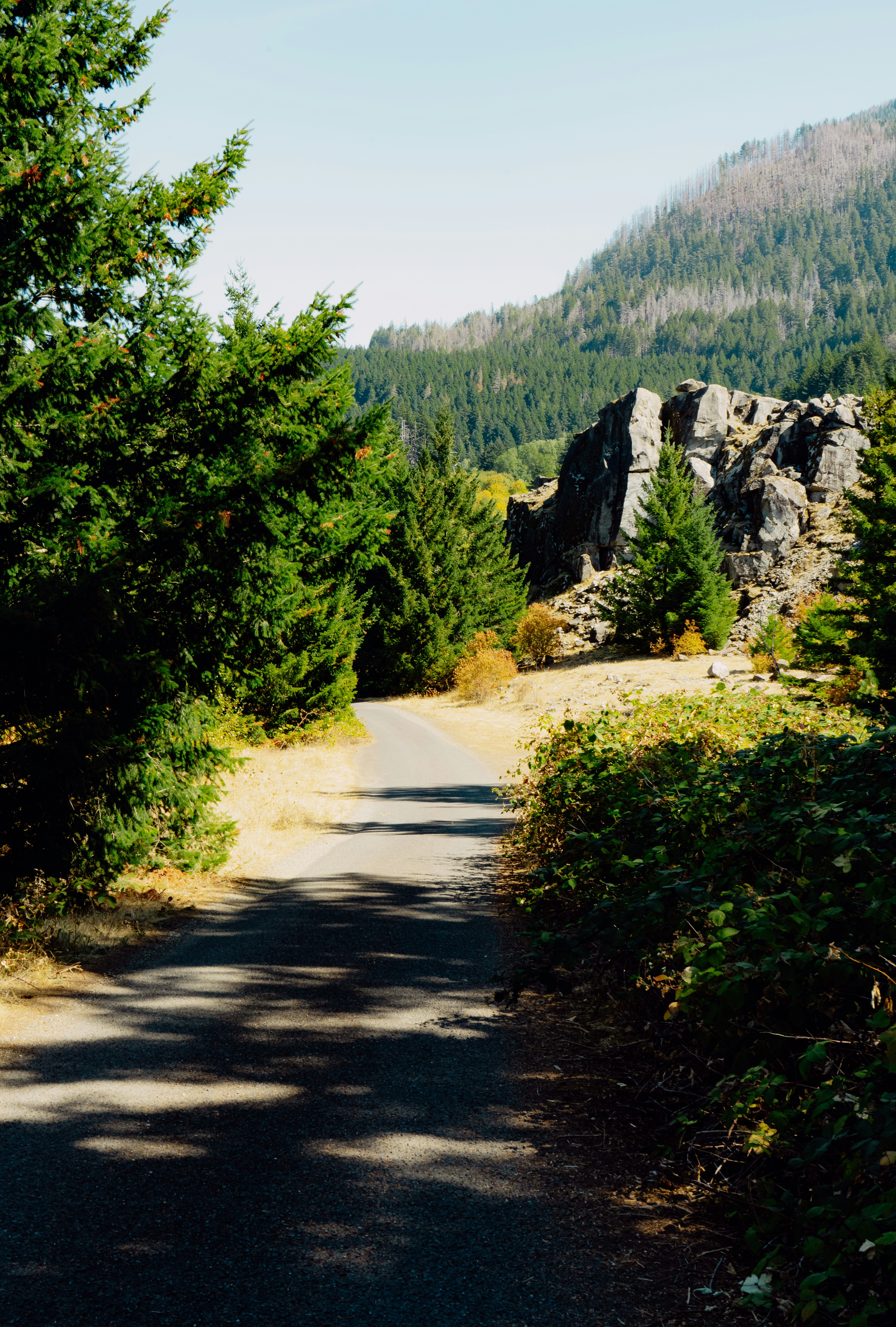 a road surrounded by trees and mountains