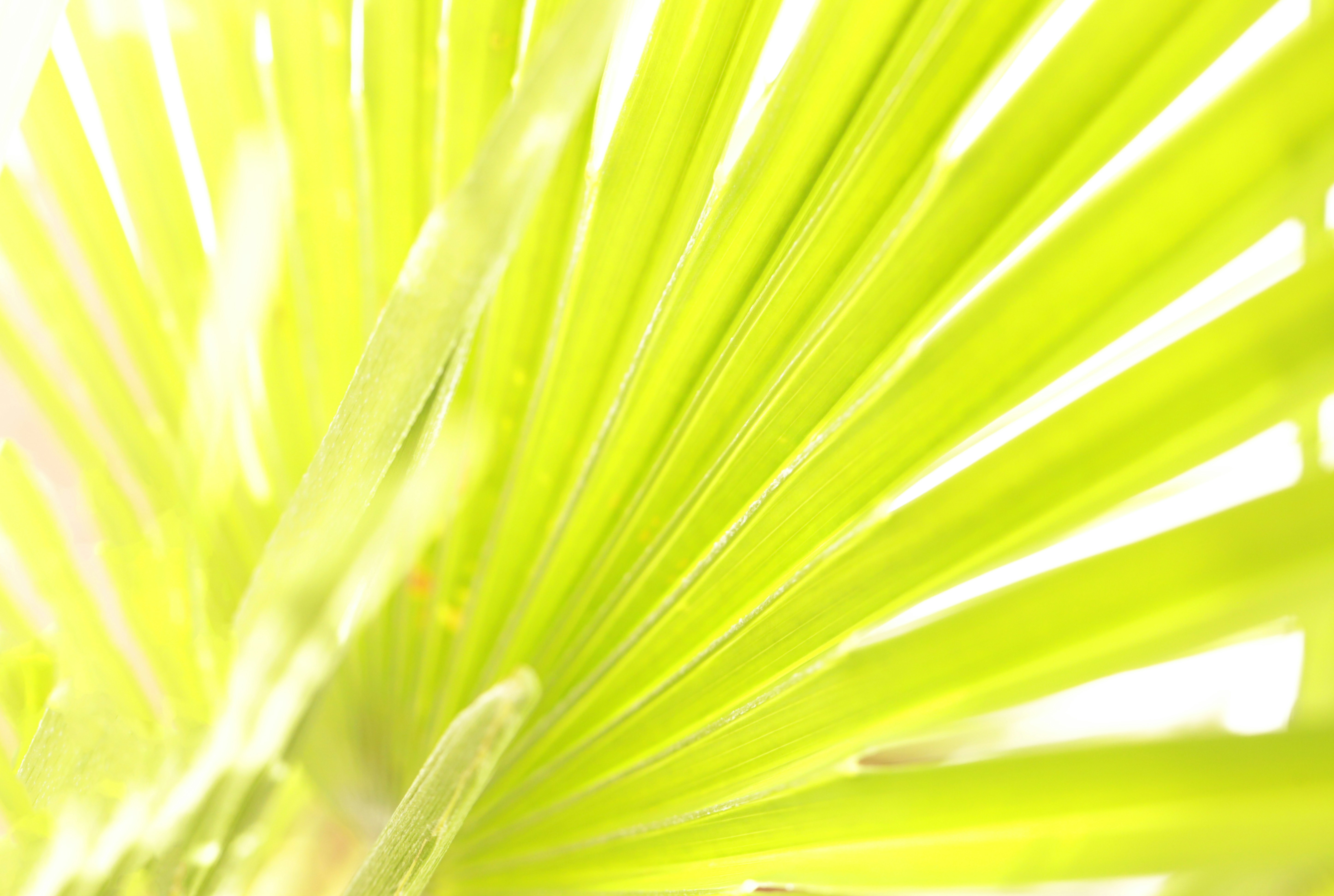 a close up of a green palm leaf