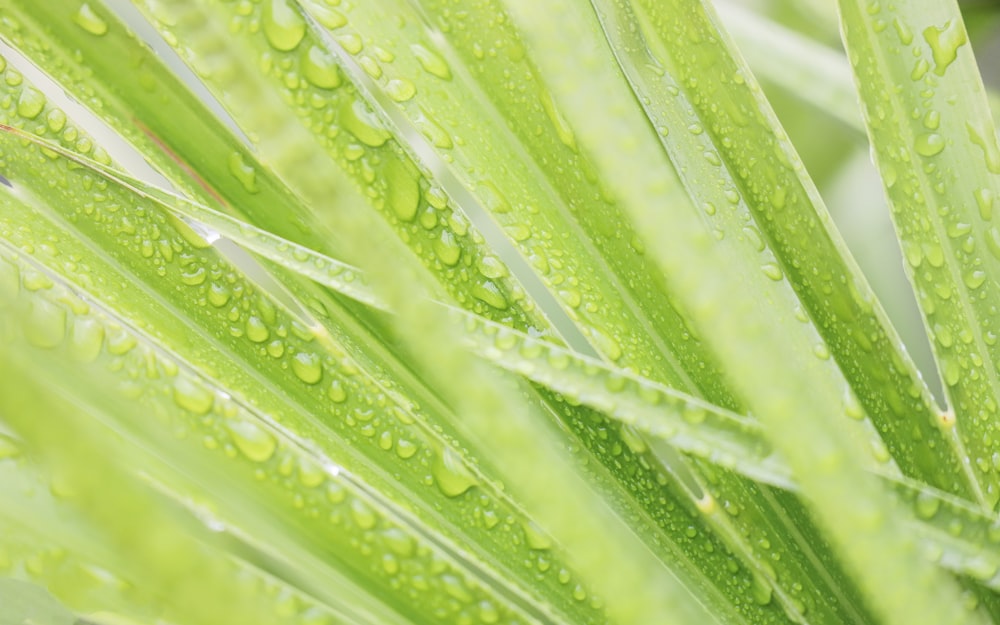 a close up of a green plant with water drops