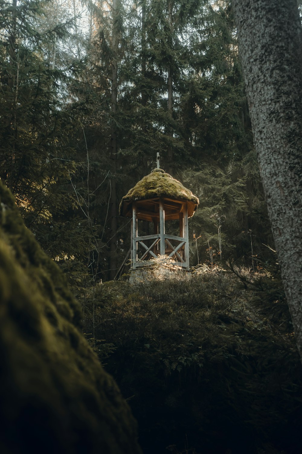 a small hut in the middle of a forest