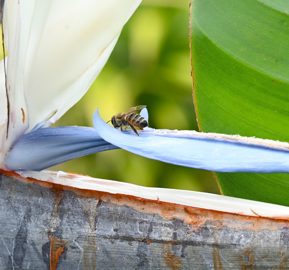 a bee is sitting on a blue flower