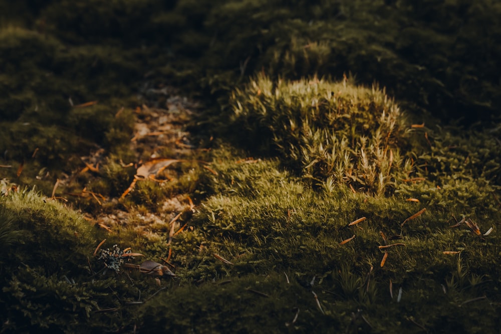 a close up of a patch of green grass