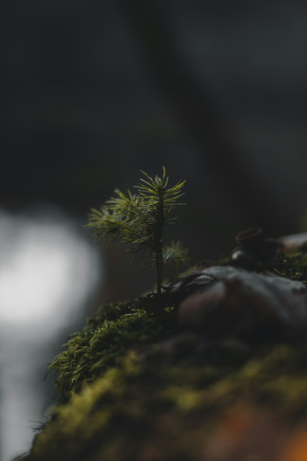 a small pine tree sitting on top of a moss covered rock