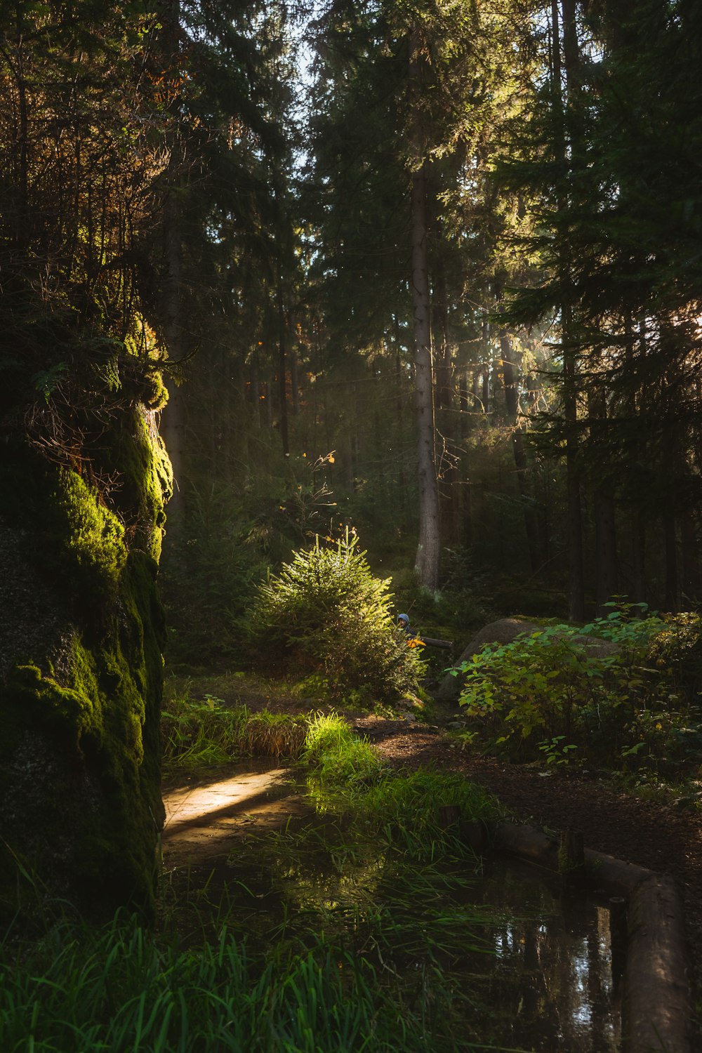 Un sentiero attraverso un bosco con molti alberi