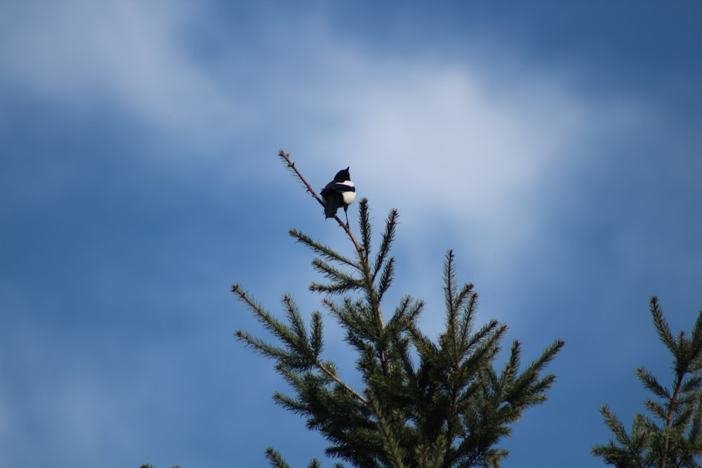 a bird sitting on top of a pine tree