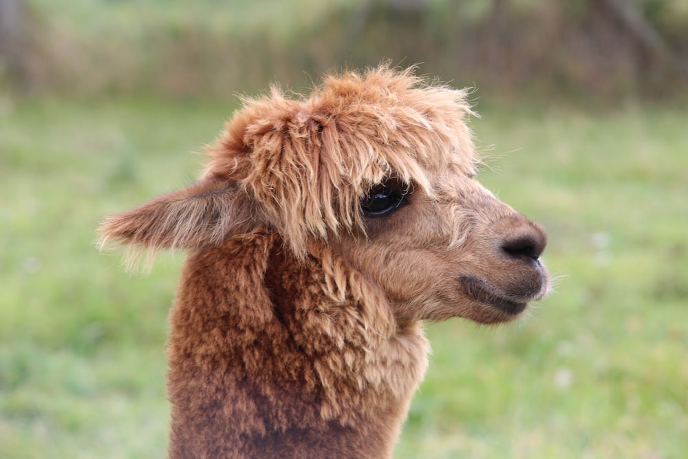 a close up of a llama in a field of grass