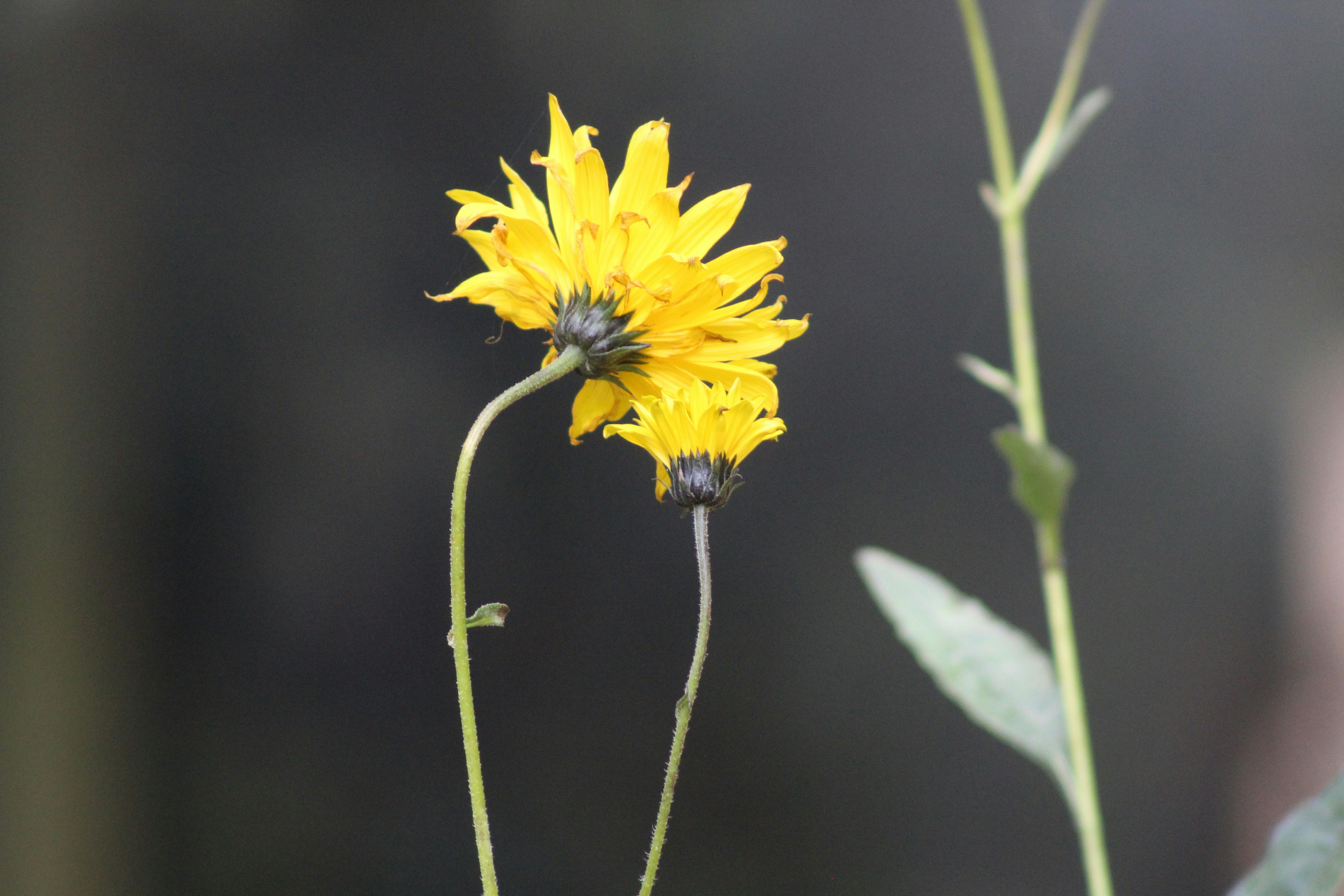 Photo by feliciafelicia