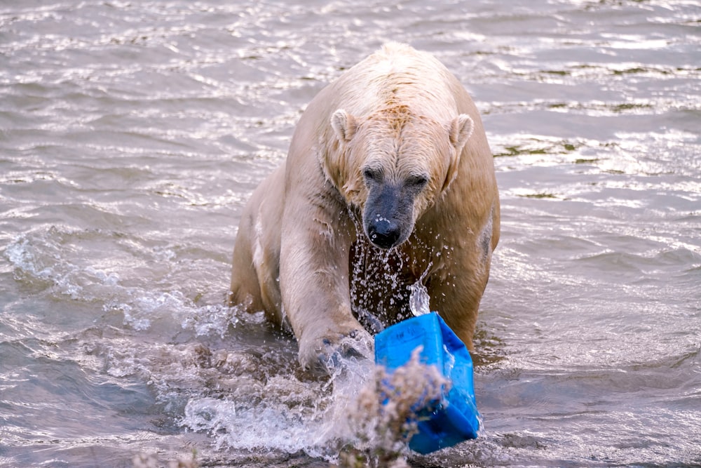 um urso polar na água com um saco azul