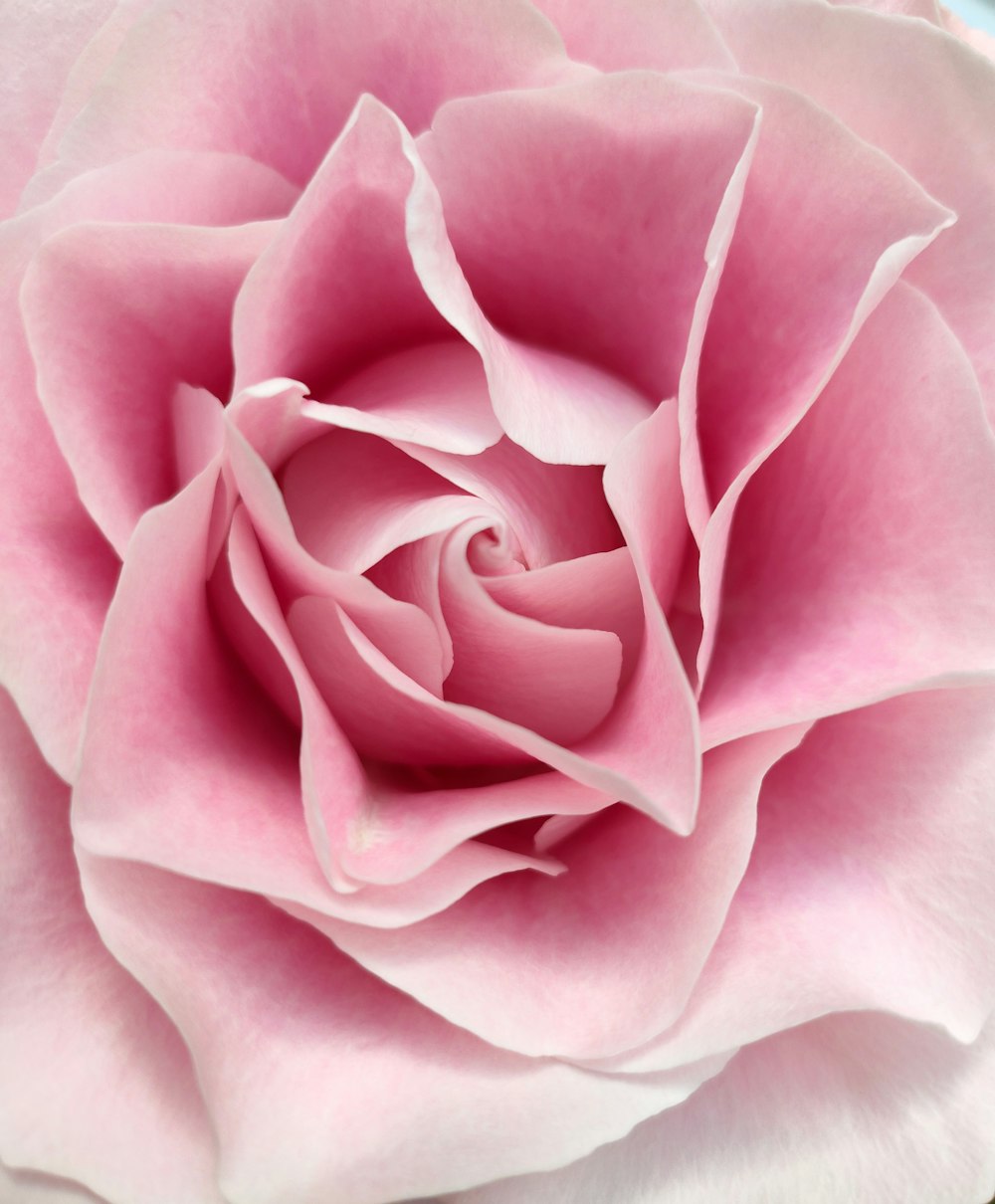 a close up of a pink rose flower