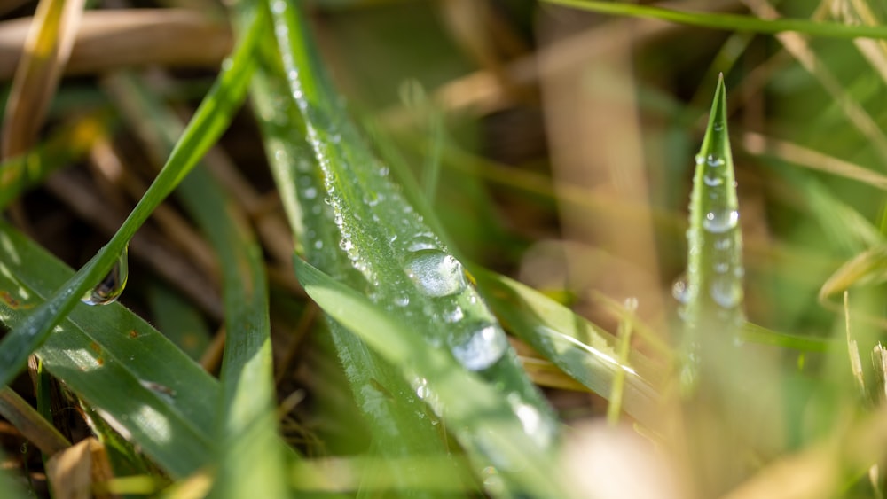 a close up of a grass with water droplets