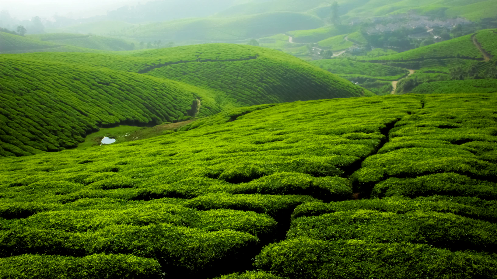 Lush green tea plantations of Munnar