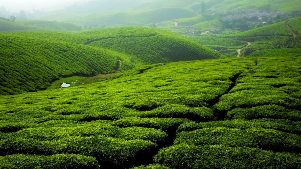 a lush green field covered in lots of grass