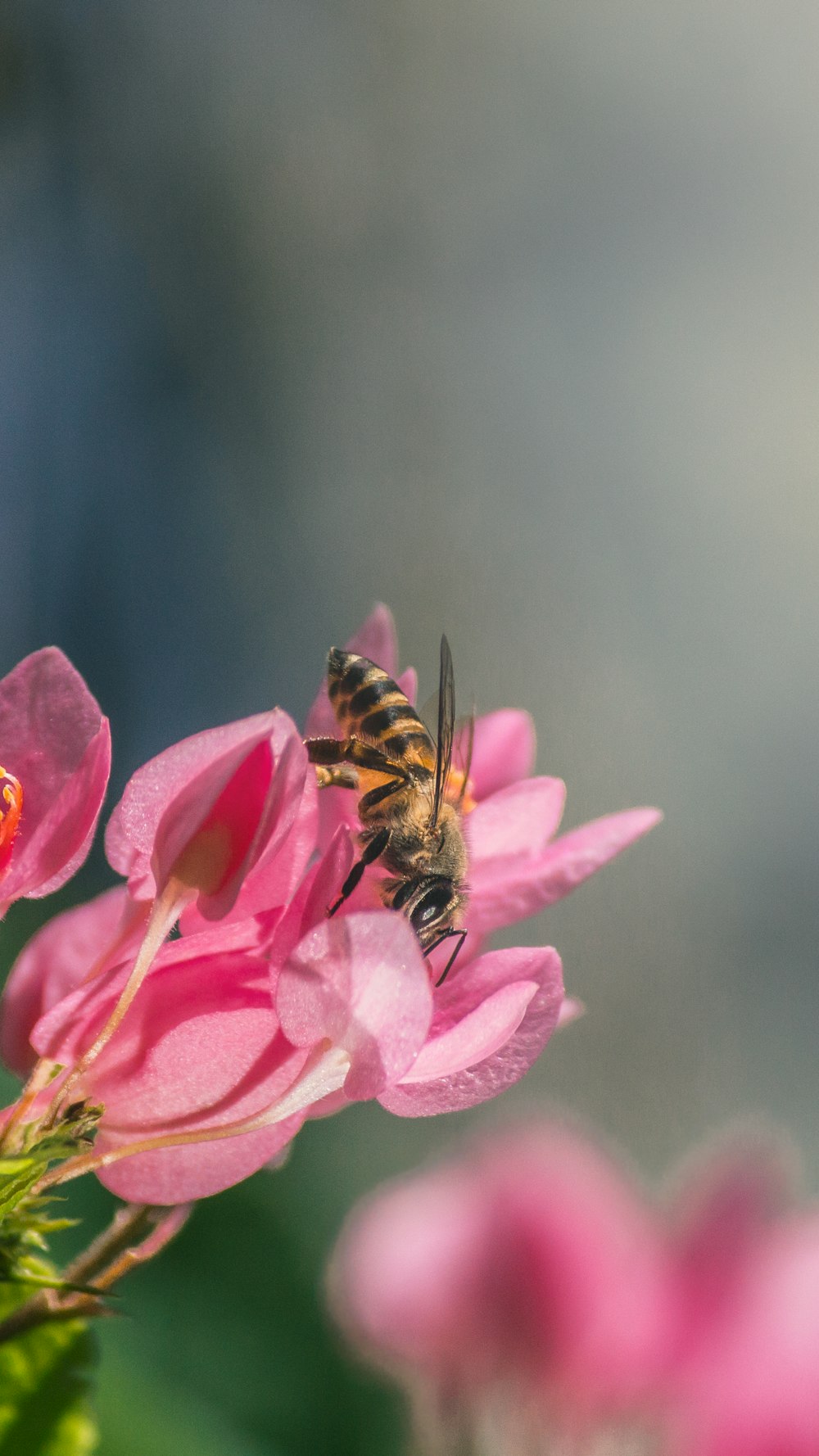 Una abeja sentada encima de una flor rosa