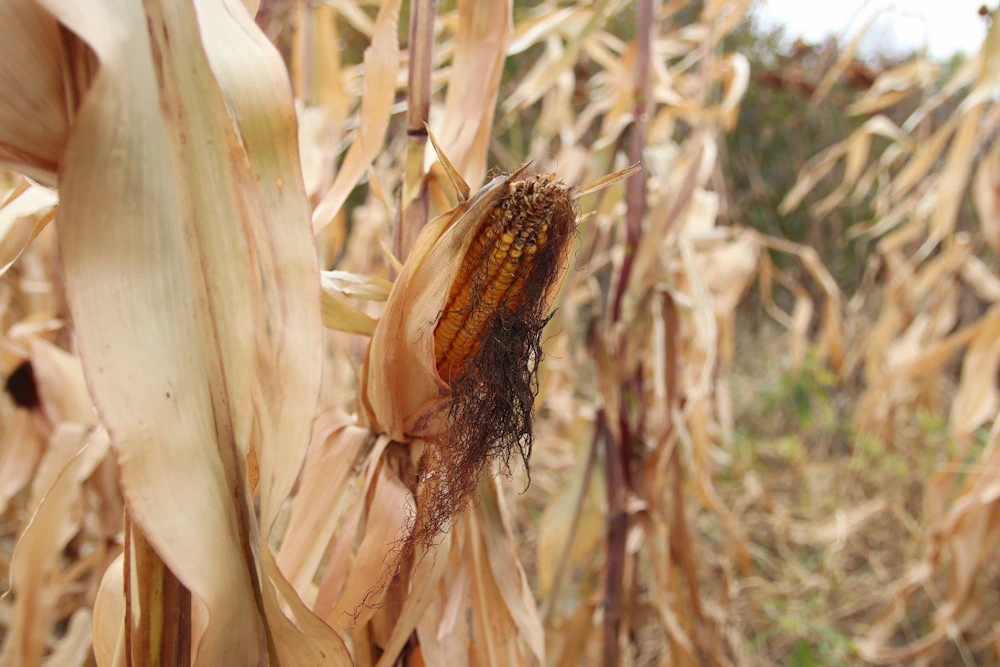 Maize