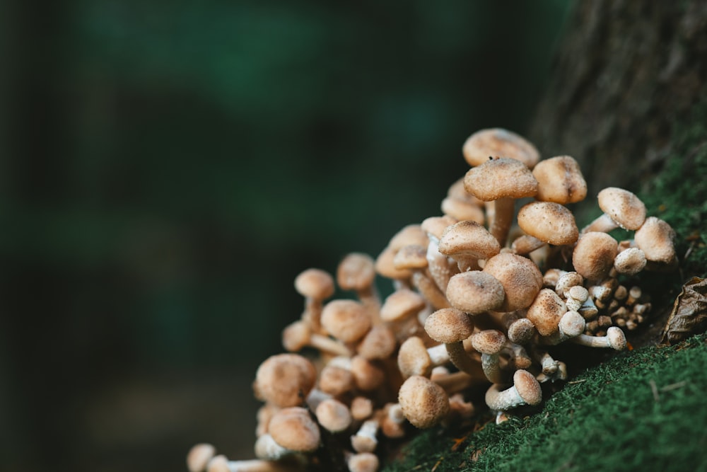 a group of mushrooms growing on the side of a tree