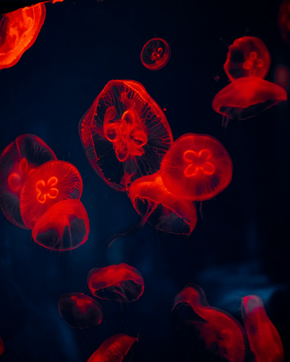 a group of red jellyfish floating in the water