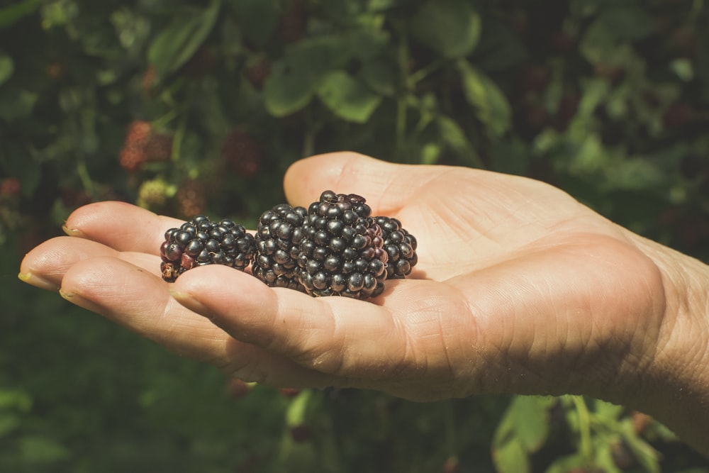 a person holding a bunch of blackberries in their hand