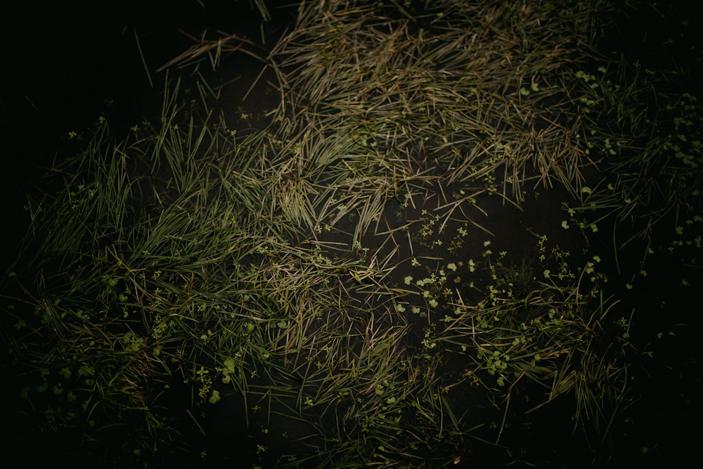 a bunch of green plants on a black background